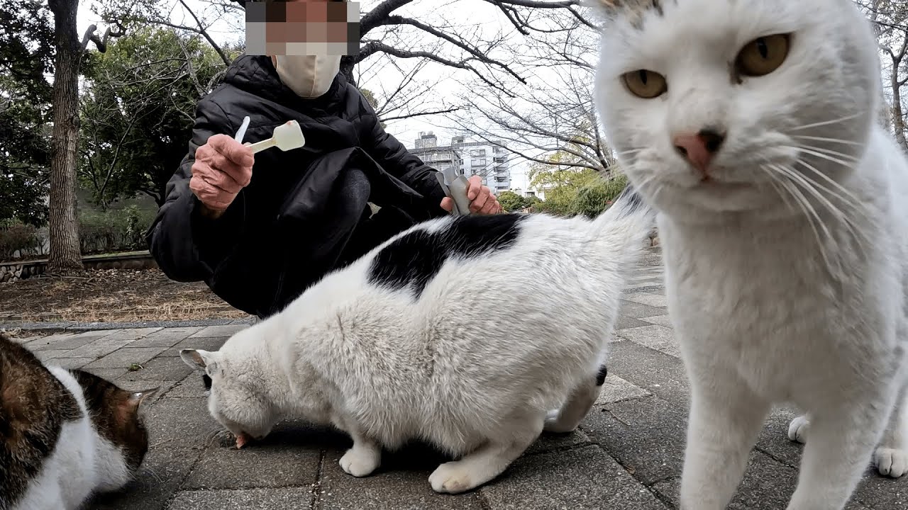 猫の日に久しぶりに四兄弟たちに会いに行ってみたら、ちょうど少し早めの夕飯をもらってました