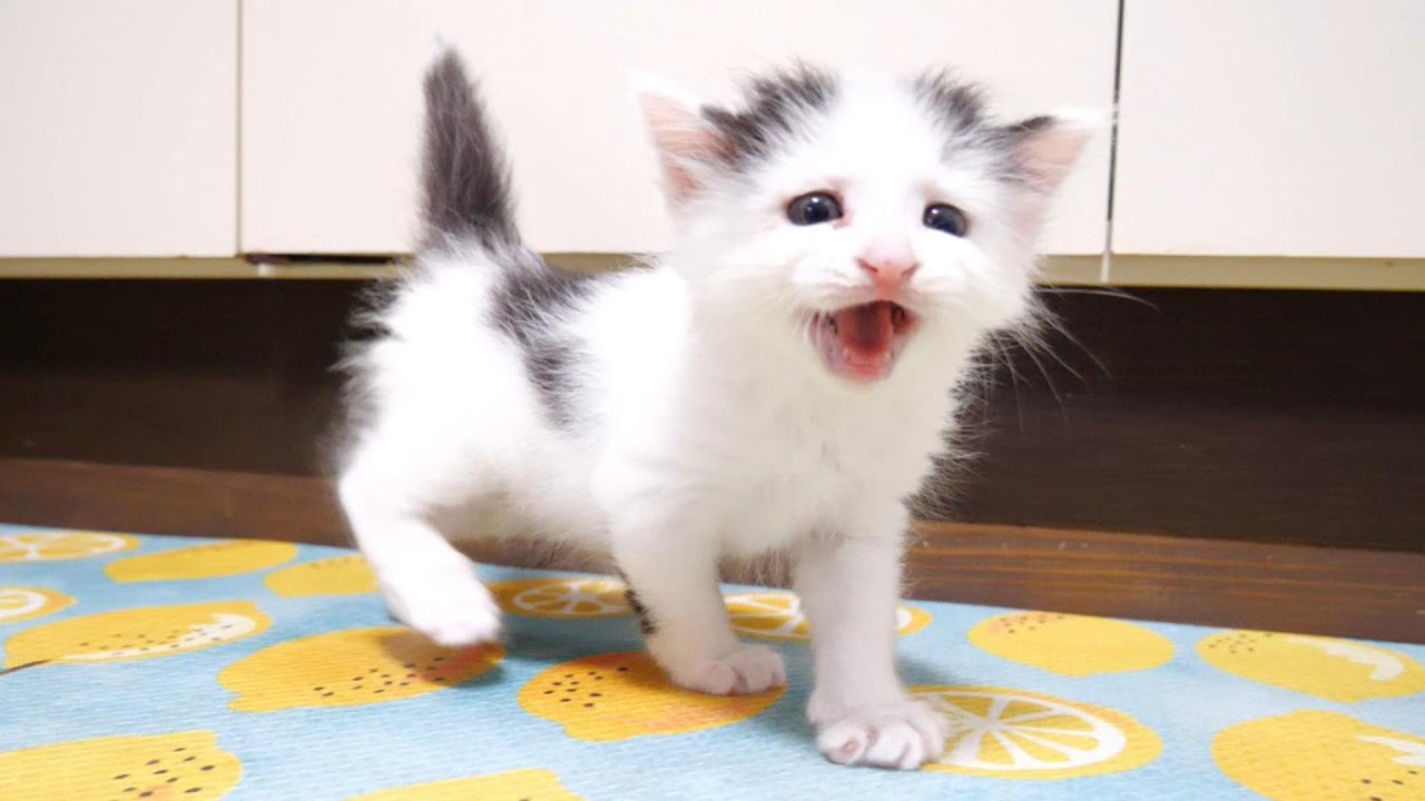 ニャーニャー隊として目覚め始める子猫たち【赤ちゃん猫　保護猫】