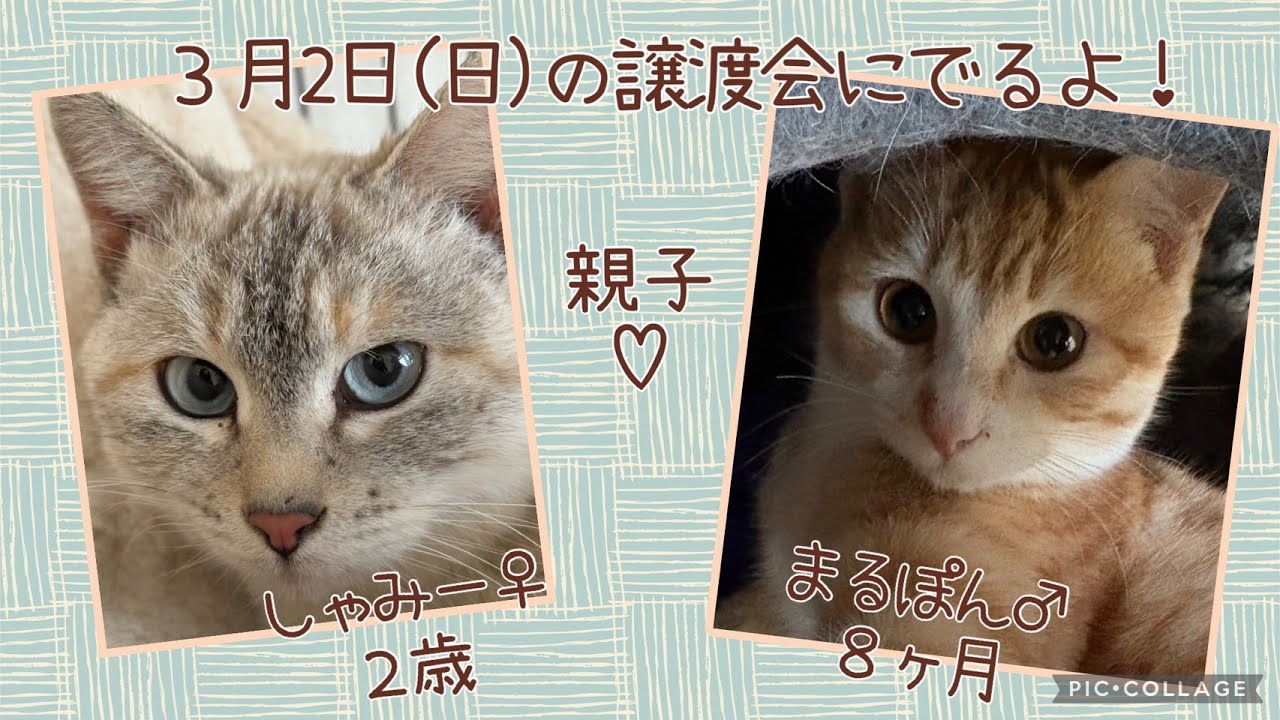 【譲渡会】2025年3月2日(日）ラブとハッピー　府中支部主催の譲渡会に参加のニャンズ（まるぽん♂、しゃみー♀）を紹介！【ラブハピ府中支部】