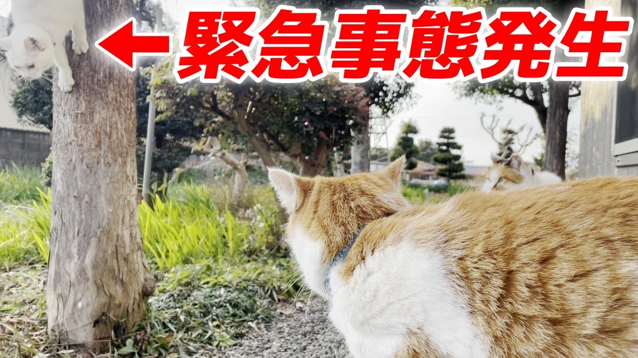 【緊急】庭子猫ちゃんが大慌てで木から降りてきた理由がまさかの…笑[三毛母猫の子猫]
