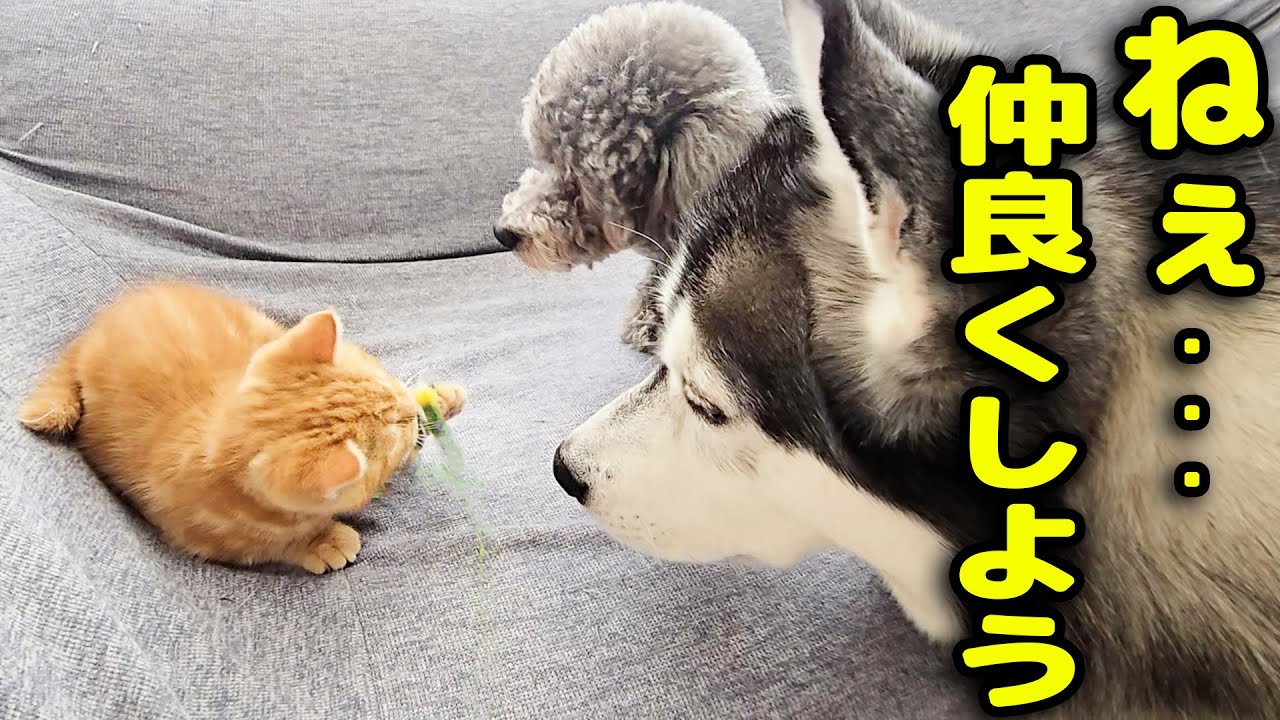 子猫と犬達が初めて超接近した結果こうなりました...