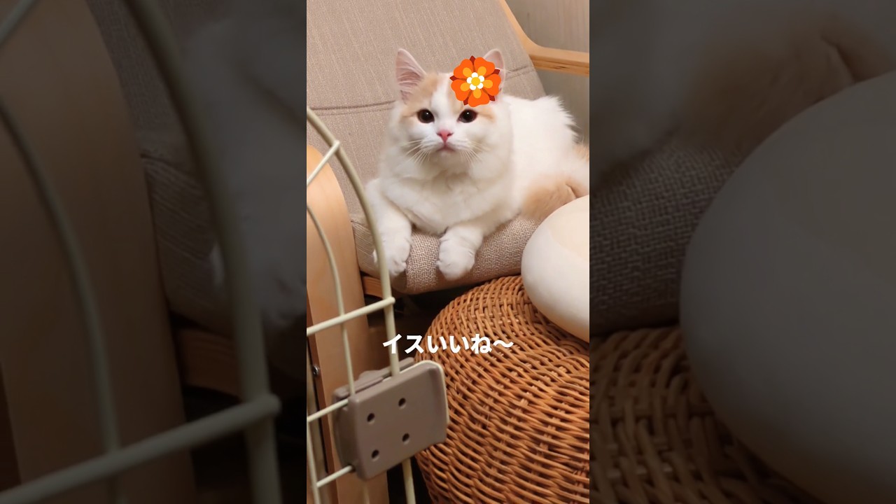 【スコティッシュフォールド】このイス気に入ったって#猫 #スコティッシュフォールド #cat #shorts#猫のいる暮らし