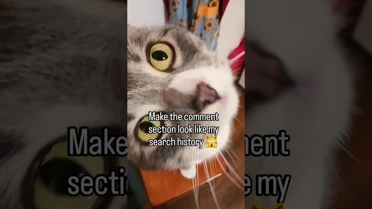 What have I been searching? 🤔🤫😬😳                                           #catlover #catlife #gato