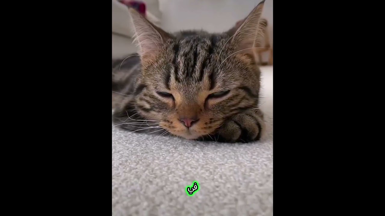 حقائق عن القطط🐈😱‎#قطط #cat #حيوانات #قط#shorts