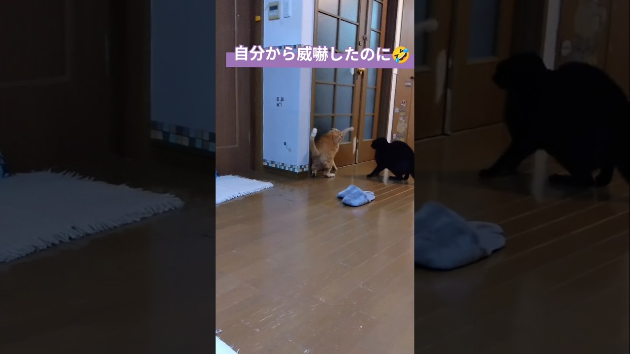 自分から喧嘩売ったのに逃げるんかい🤣#shorts