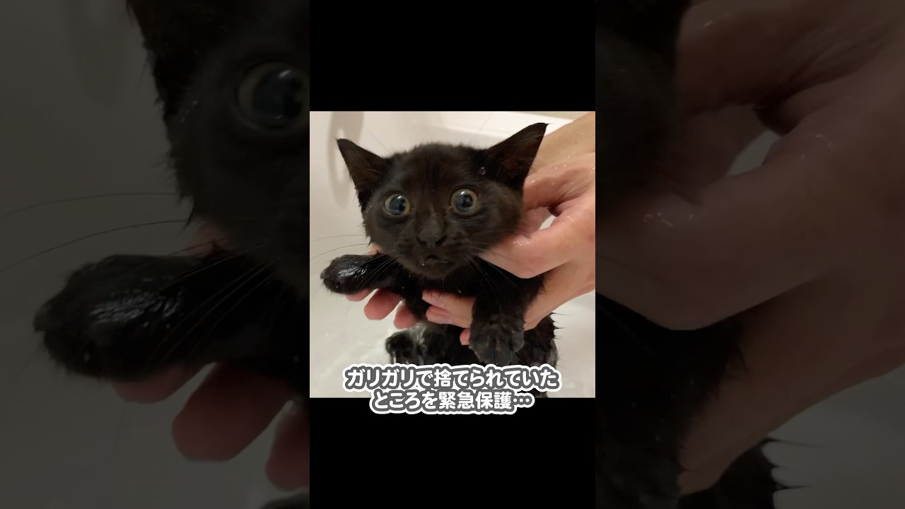 痩せ細った子猫を保護し、4年間大切に育てた結果…