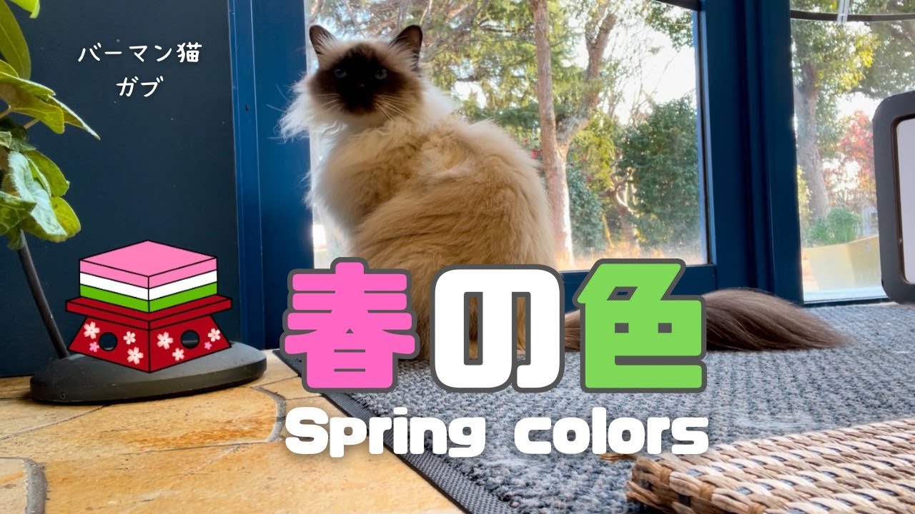 バーマン猫ガブ【春の色】Spring colors （バーマン猫）Birman/Cat