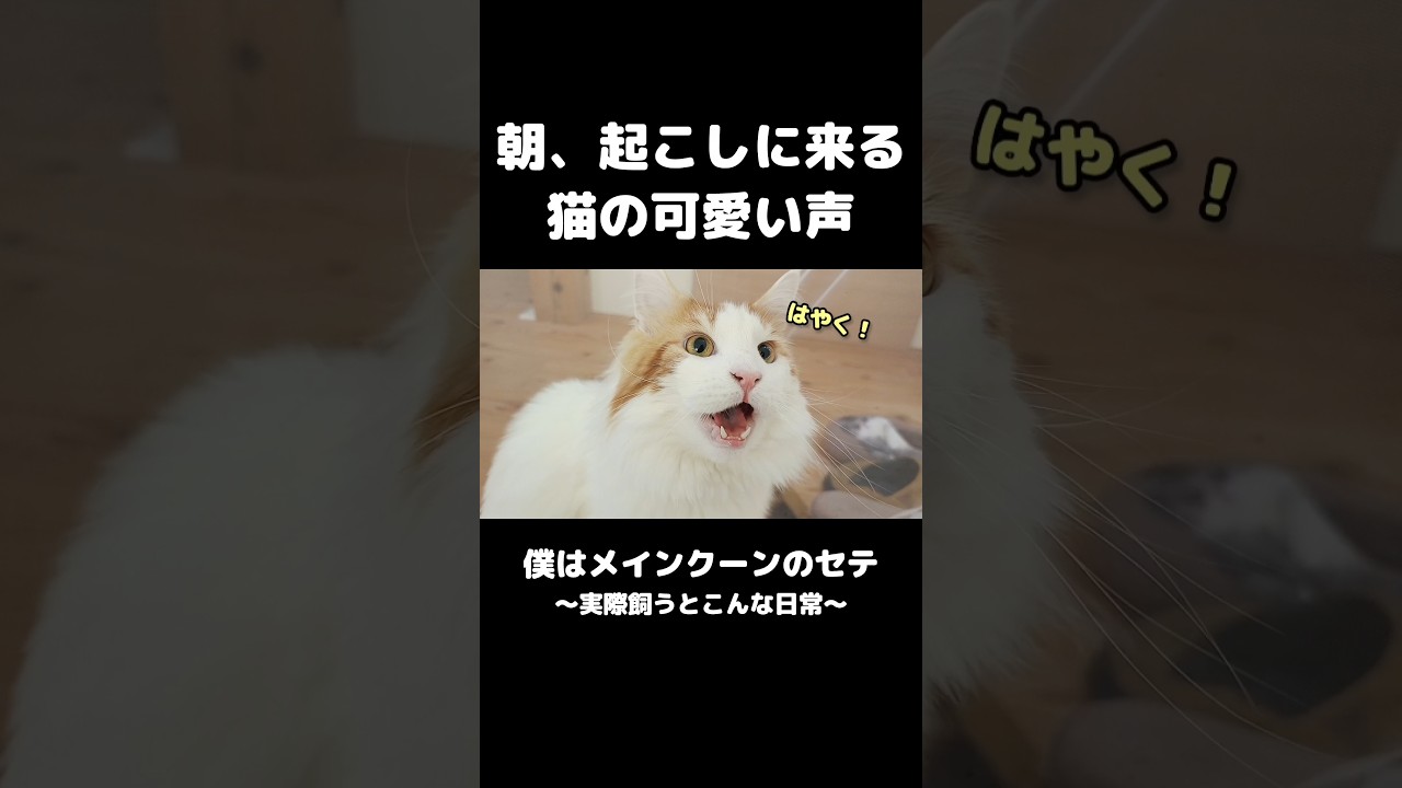 メインクーンの鳴き声 #大型猫の鳴き声 #メインクーン #猫のいる暮らし #mainecoon #cat