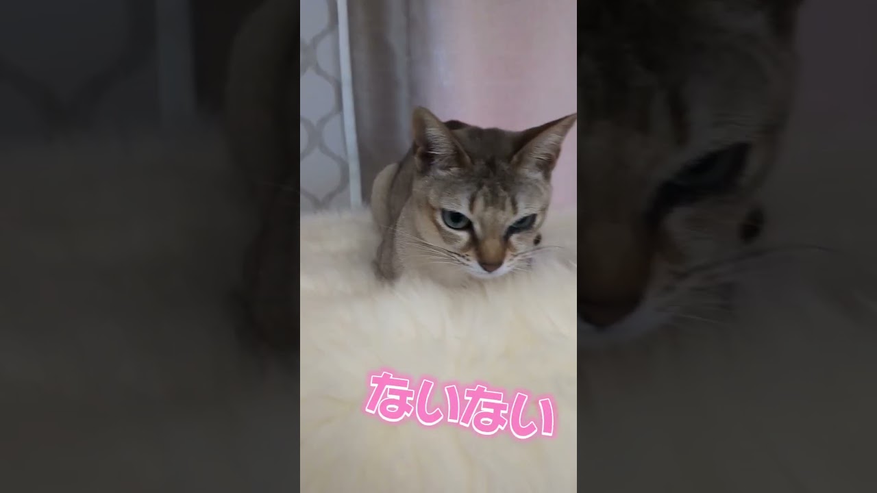 シンガプーラのプリン