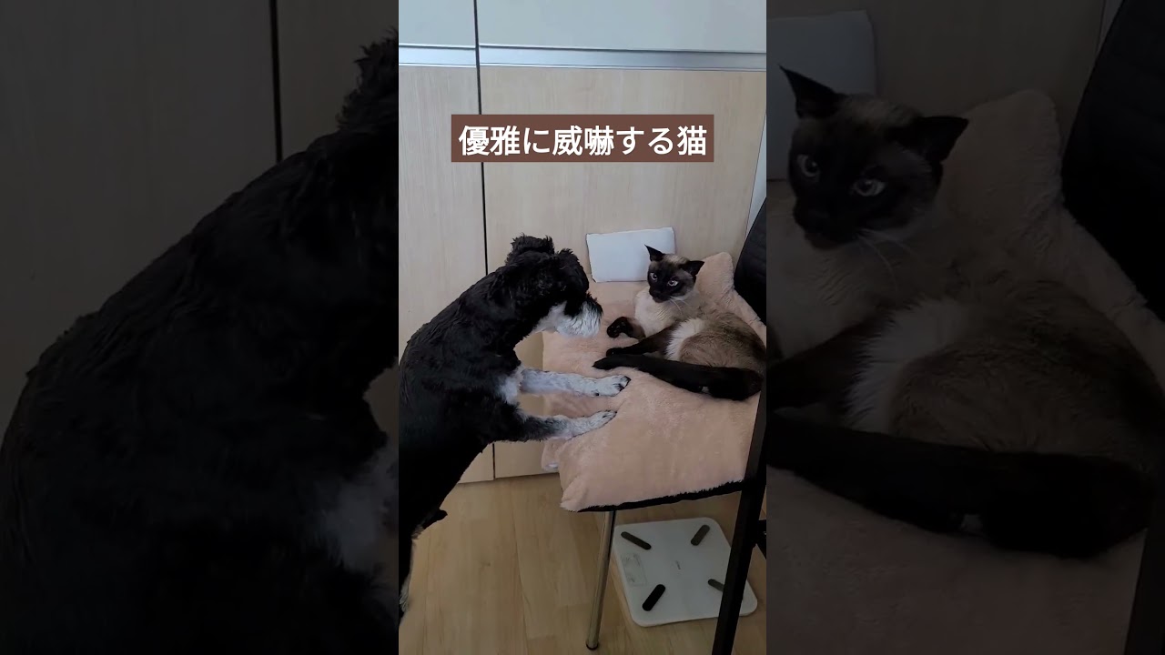 犬さんにも動じない猫がこちら。 #シャム猫ひおろ #cat