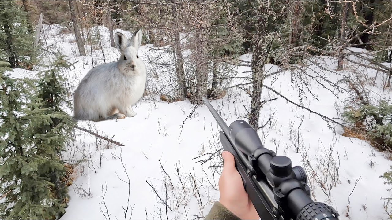 We Lost Count ! - 2025 Canadian Snowshoe Hare Hunting With .22LR