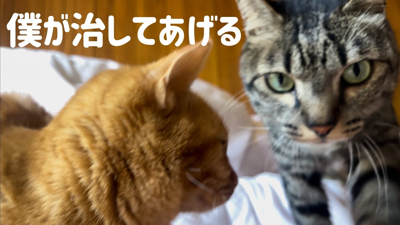 骨折したけど猫が治してくれるから大丈夫　A cat that heals its owner’s fracture