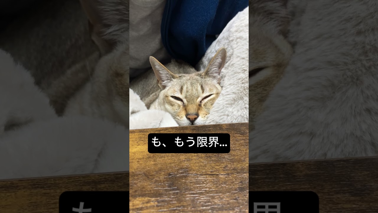 寝落ち寸前のシンガプーラ