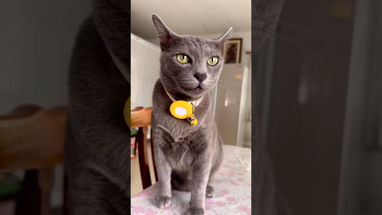 Korat cat...follow for more amazing content🙌 #shorts