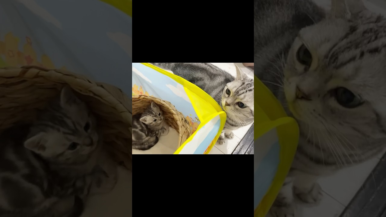 あいちゃんとゴレンニャー #猫 #アメリカンショートヘア #shorts