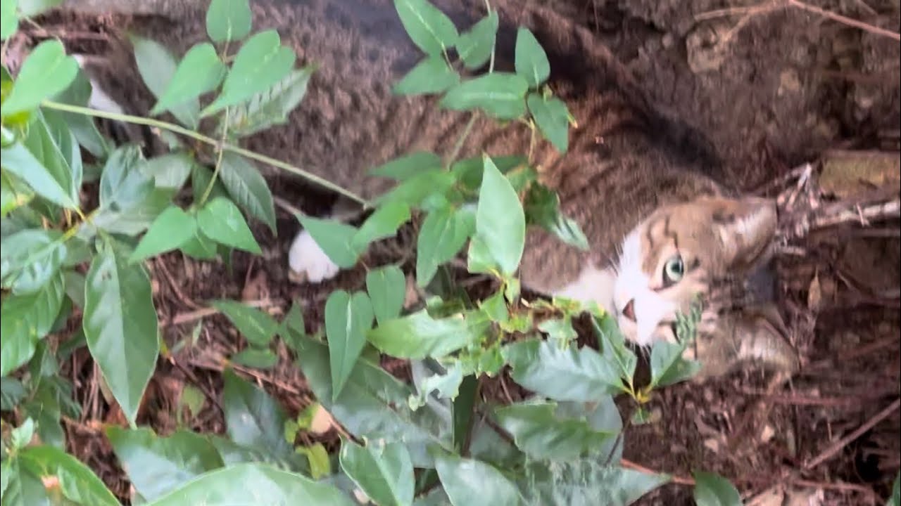 目を光らせて得意な狩りを頑張っている猫❗️真剣な息子の、"ソックス君"を応援する肝っ玉母さんの、"たまりん"とお姉さんの、"ロクちゃん"‼️#狩り #得意 #山の中 #真剣 #息子猫 #肝っ玉母さん