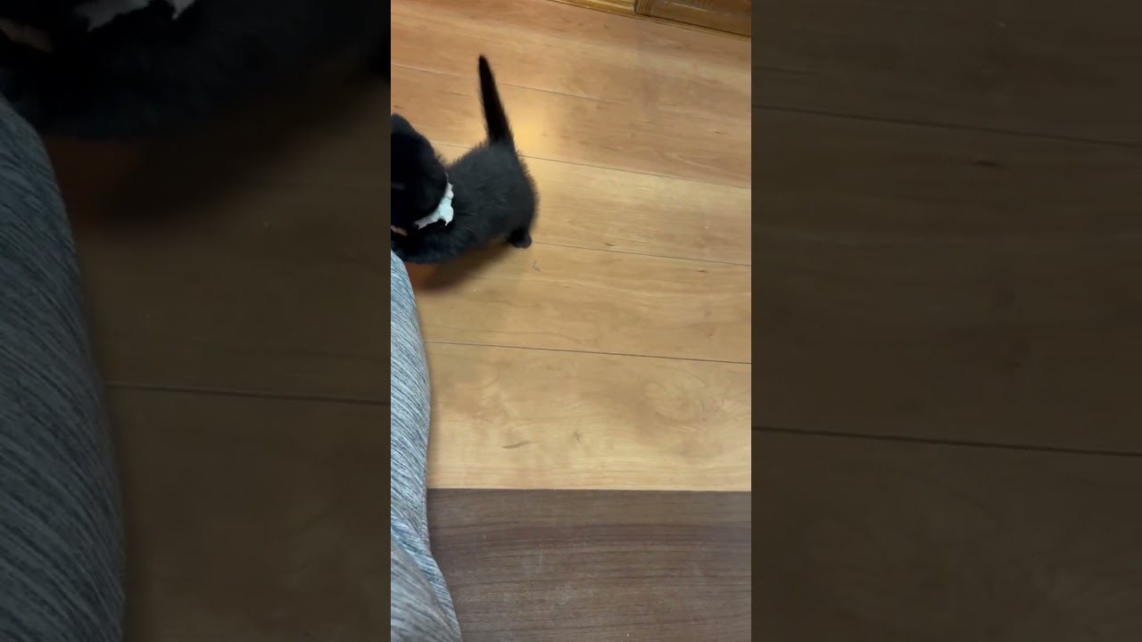 ミックス 父・ｷﾝｶﾛー　母・ｱﾒﾘｶﾝｼｮｰﾄﾍｱー　のﾐｯｸｽ⭐ﾌﾞﾗｯｸ短足