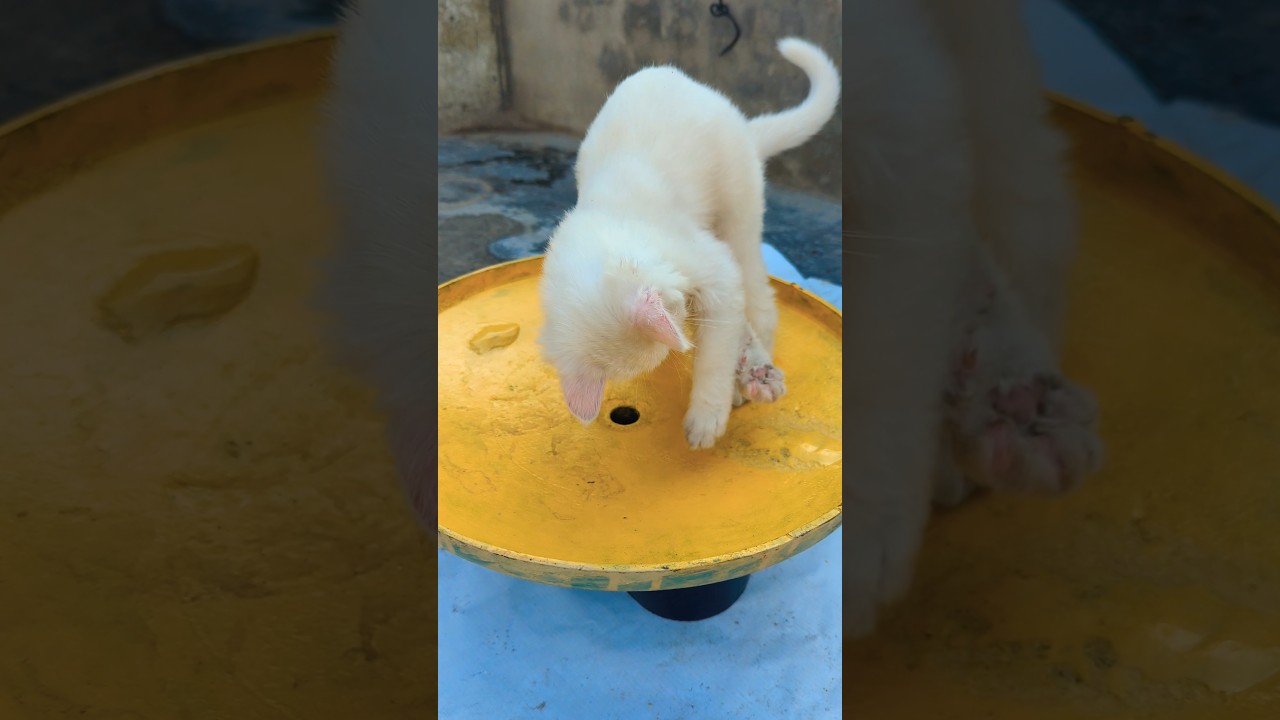 子猫たちがぬいぐるみやおもちゃで大はしゃぎ🐾🎉 #子猫 #おもちゃ #元気 #遊び #猫