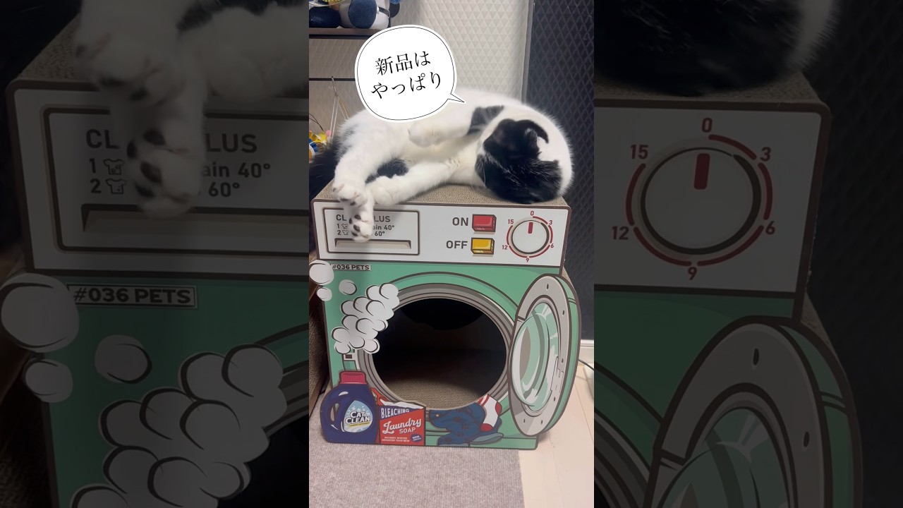 新品はやっぱり… #ネコ#cat #ハチワレ #スコティッシュフォールド #ネコ#猫のいる暮らし #爪研ぎ #ボンド