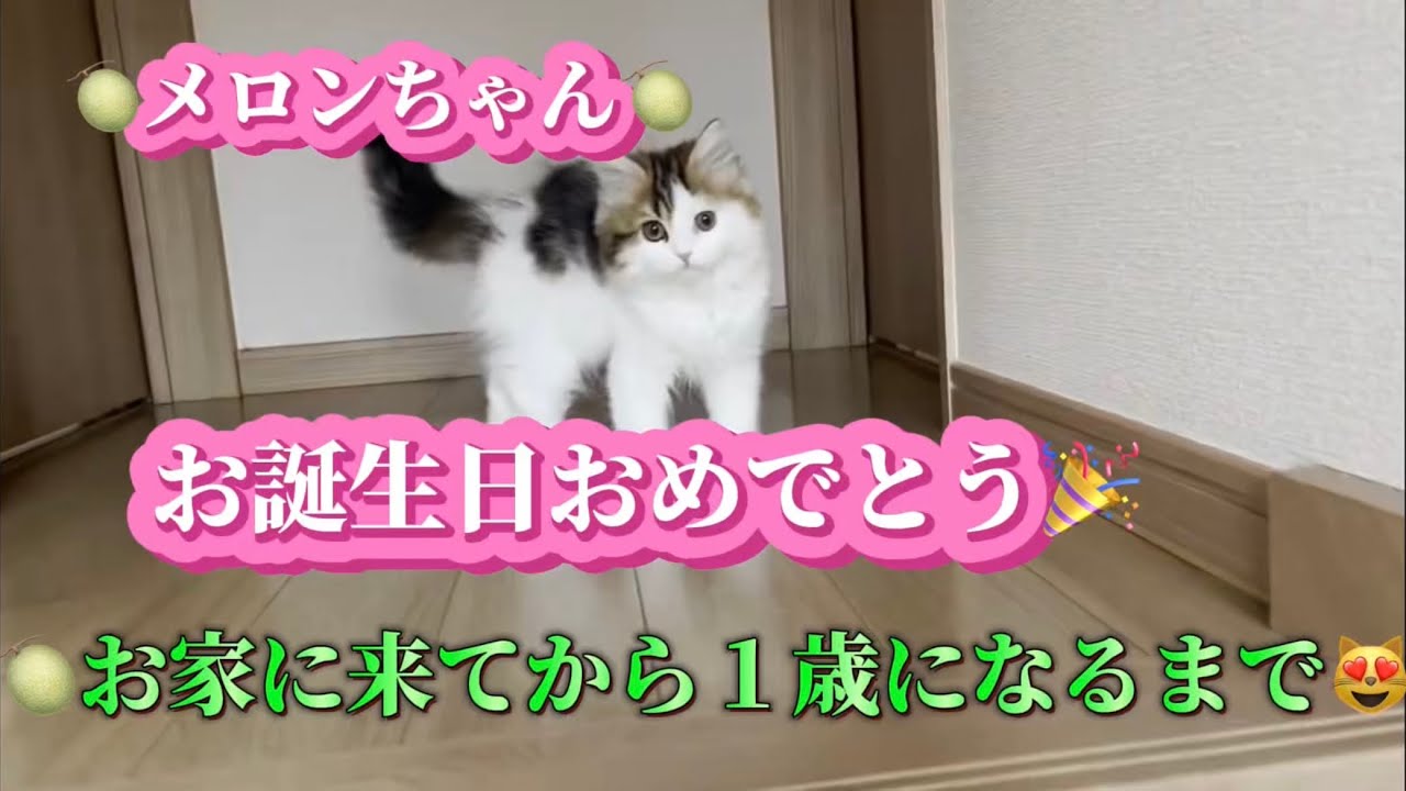 お家に来てから1歳の誕生日まで＃猫の誕生日＃スコティッシュフォールド