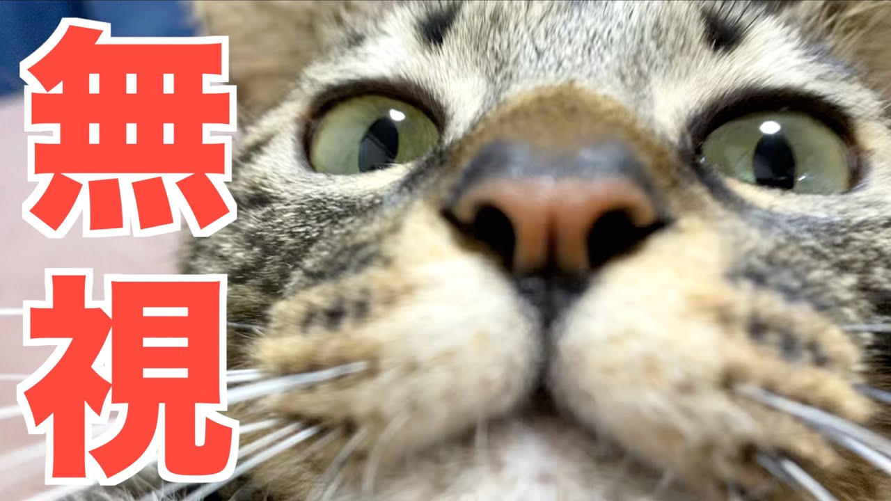 遊びたそうな猫を無視し続けた結果...