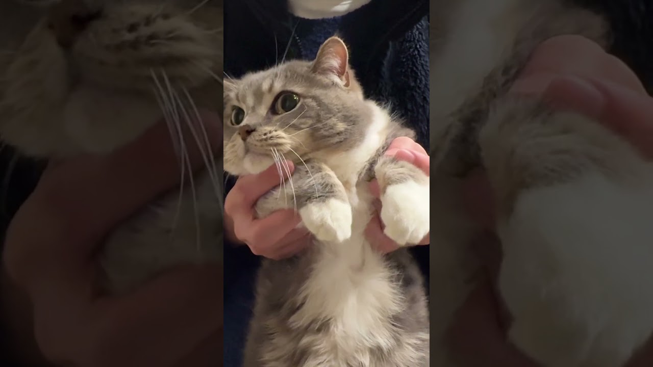 ただ踊るだけ #かわいい #猫のいる暮らし #サイベリアン #マンチカン #ねこ