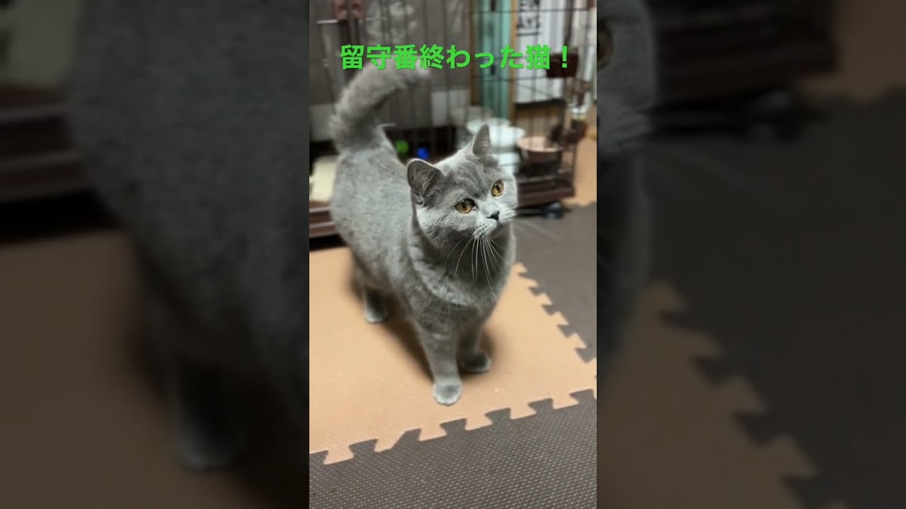 留守番が終わった猫が甘える。ブリティッシュショートヘアあんず。