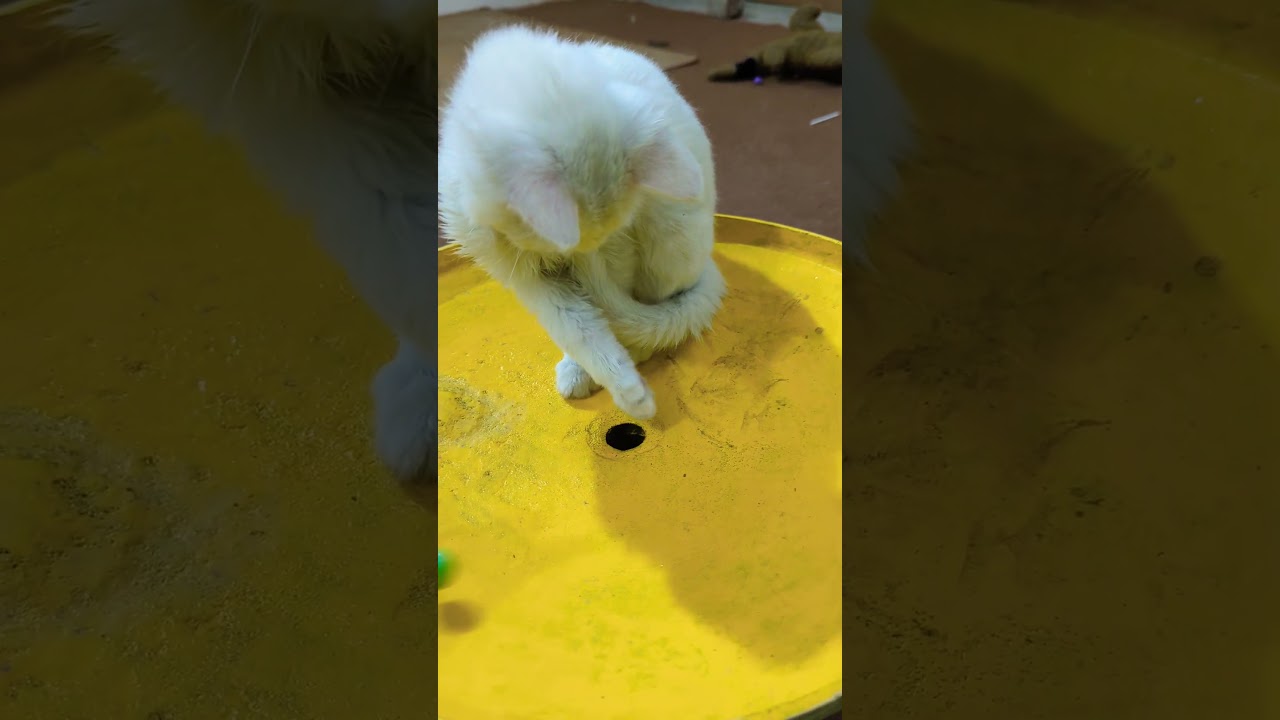 子猫たちがおもちゃで遊びながら元気に跳ね回っている🐾🎉 #子猫 #おもちゃ #遊び #元気 #猫 #楽しい 🐱✨🎈