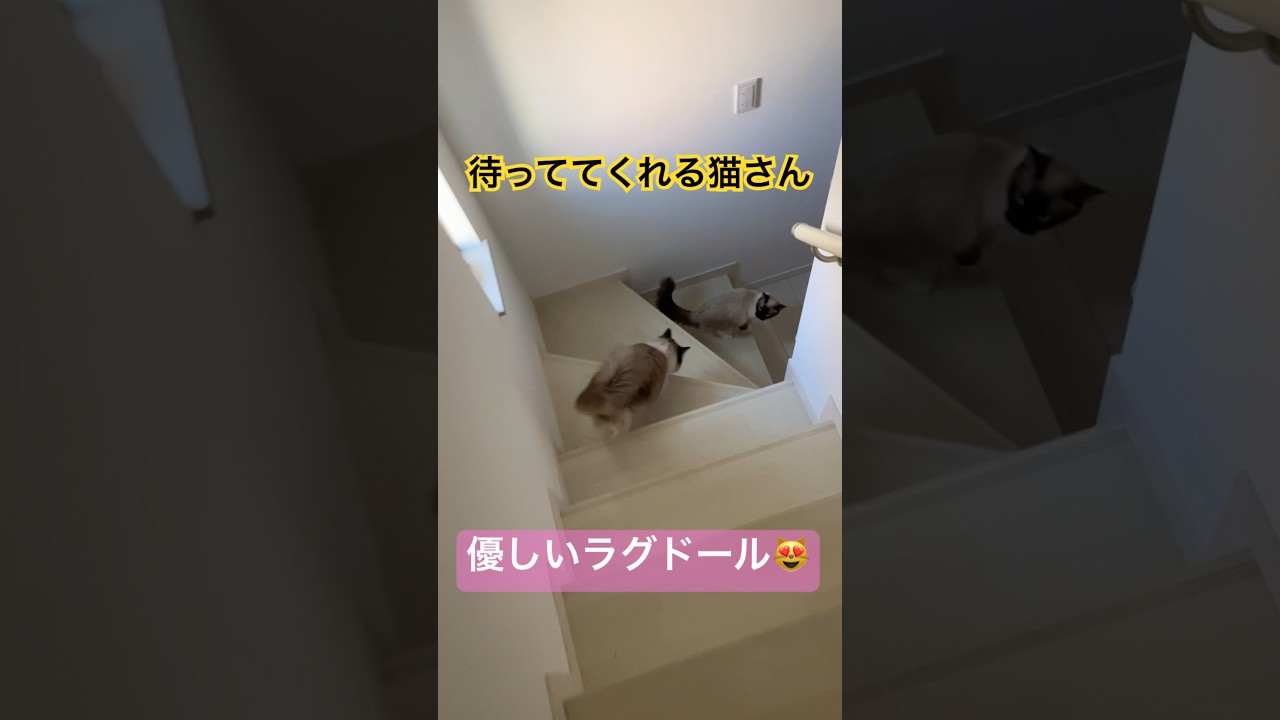 【優しい猫】階段降りるまで待っててくれるラグドール #ragdolls #cats #shorts #ラグドール #猫のいる暮らし #猫動画 #ショート