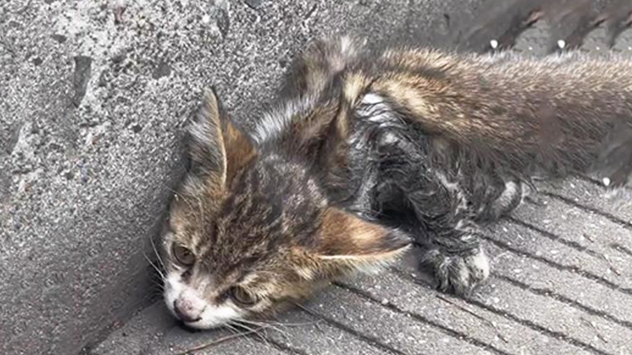 道端に横たわり助けを求める子猫。傷ついた後肢を懸命に動かしながら、乱れた体毛が過酷な運命を物語った【感動】