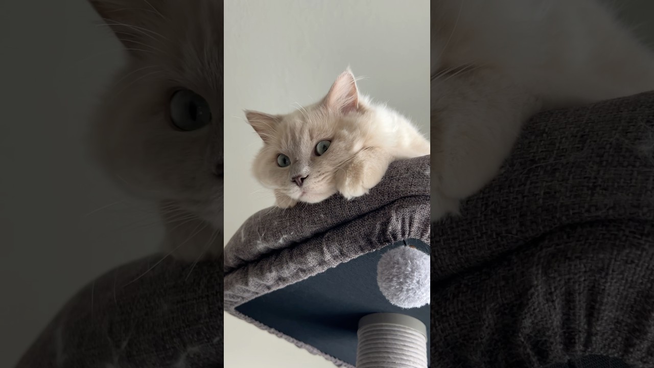 His little paws!!! 💕 #cute #cat #ragdoll #noodle #noodletheragdoll #viral #fyp #trending