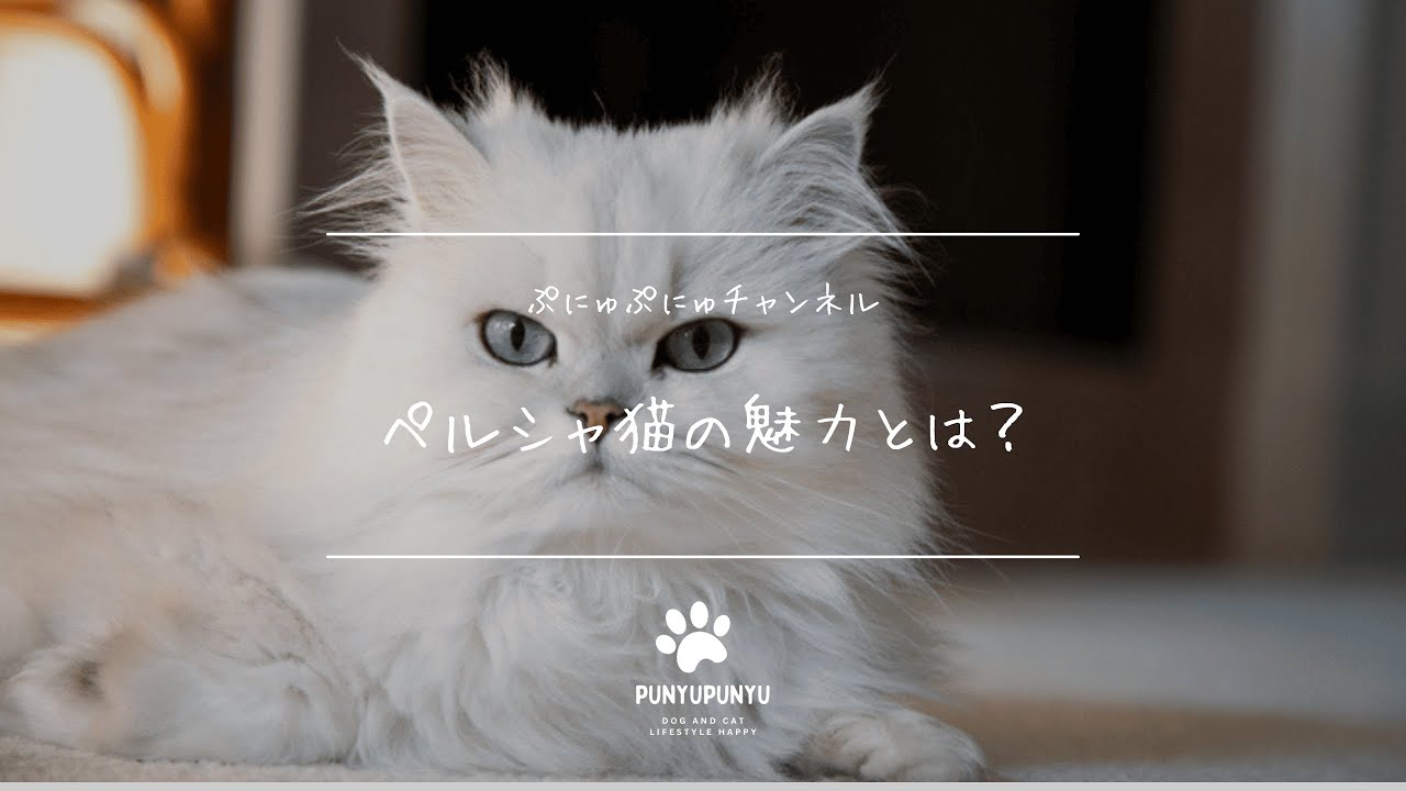 ペルシャ猫の魅力とは？ゴージャス＆甘えん坊！飼い方・性格・お手入れのコツを紹介🐱✨
