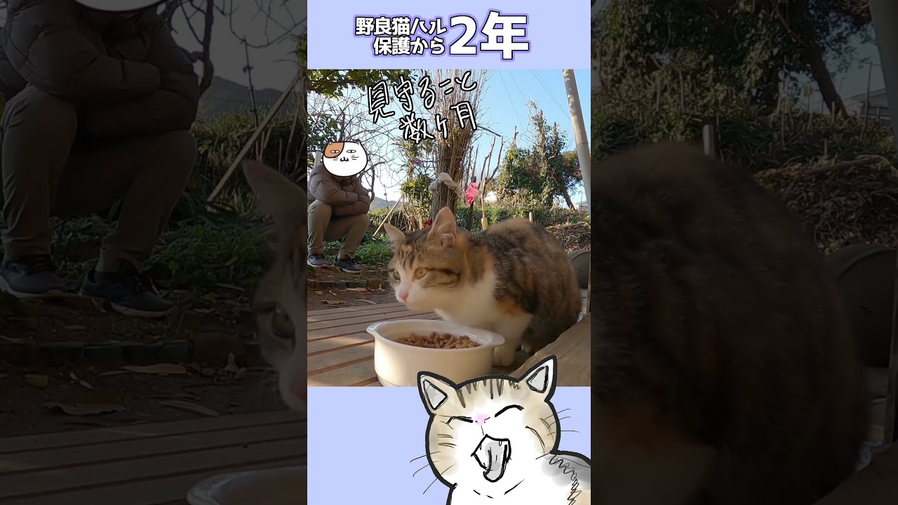 残飯を漁って飢えをしのいでいた子猫のその後🐈️ #保護猫 #ねこ