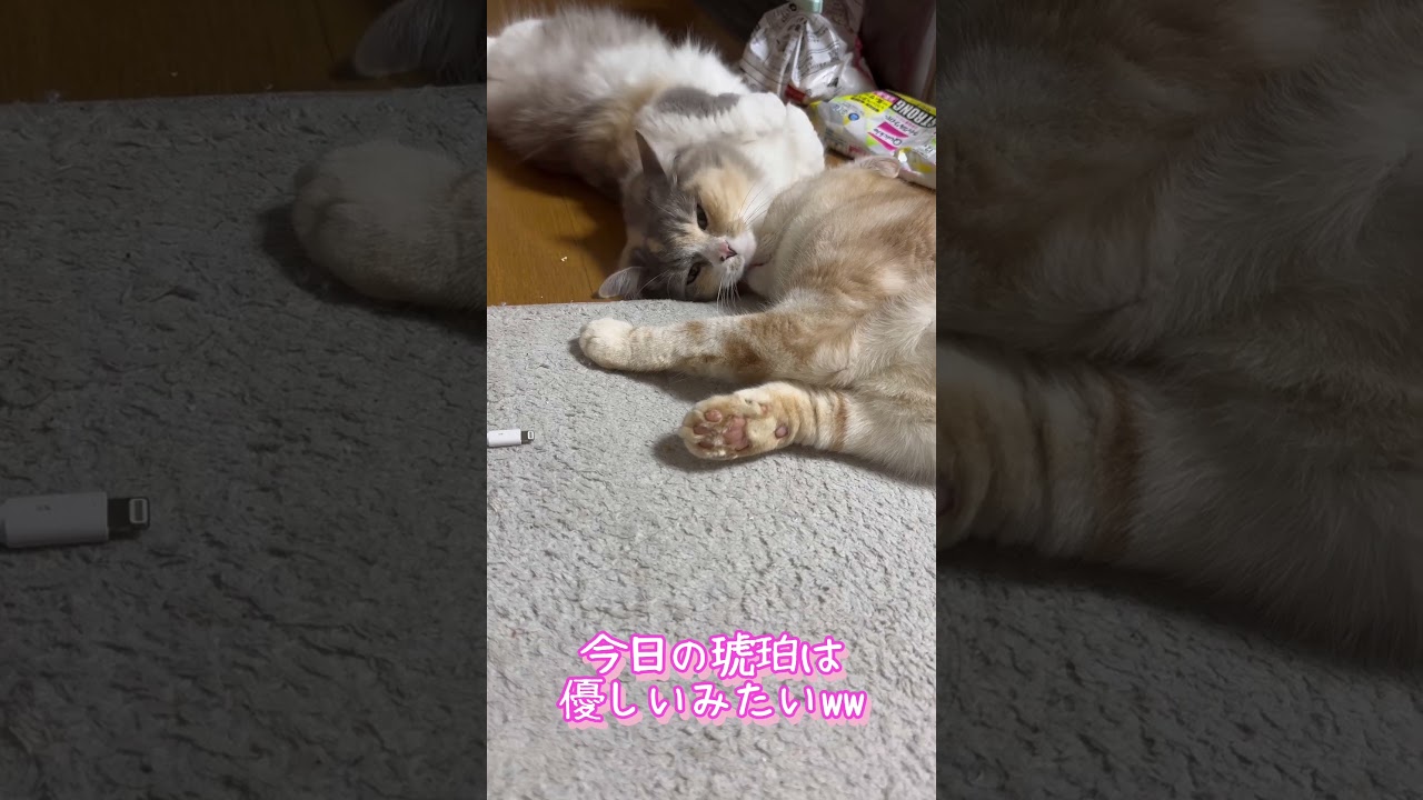 シャーされない幸せww #cat #短足マンチカン #スコティッシュフォールド折れ耳 #shorts