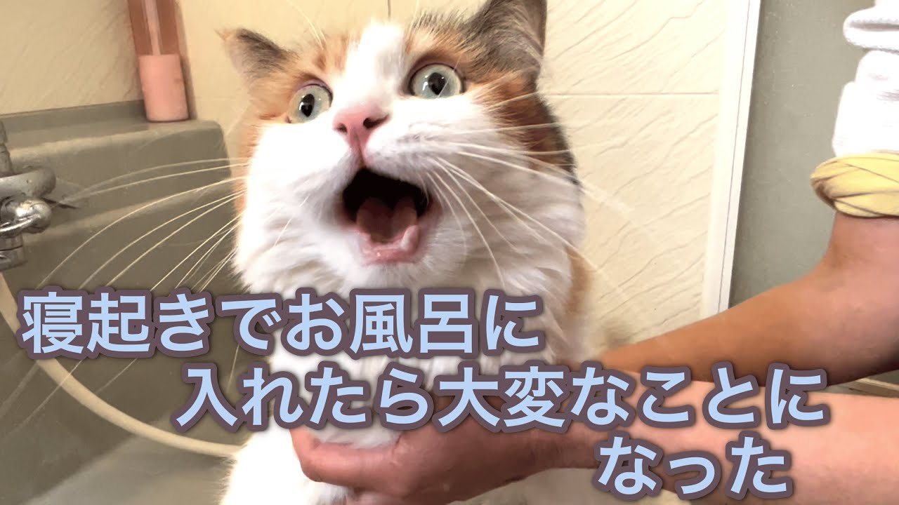 【サイベリアン】寝起きでお風呂に入れたら大変なことになった