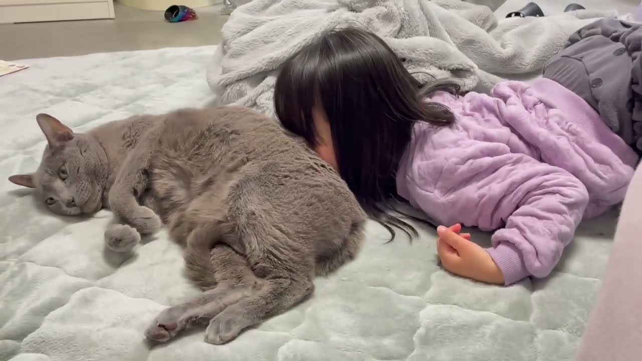 猫吸いを覚えた娘とぺぺ(ロシアンブルー)