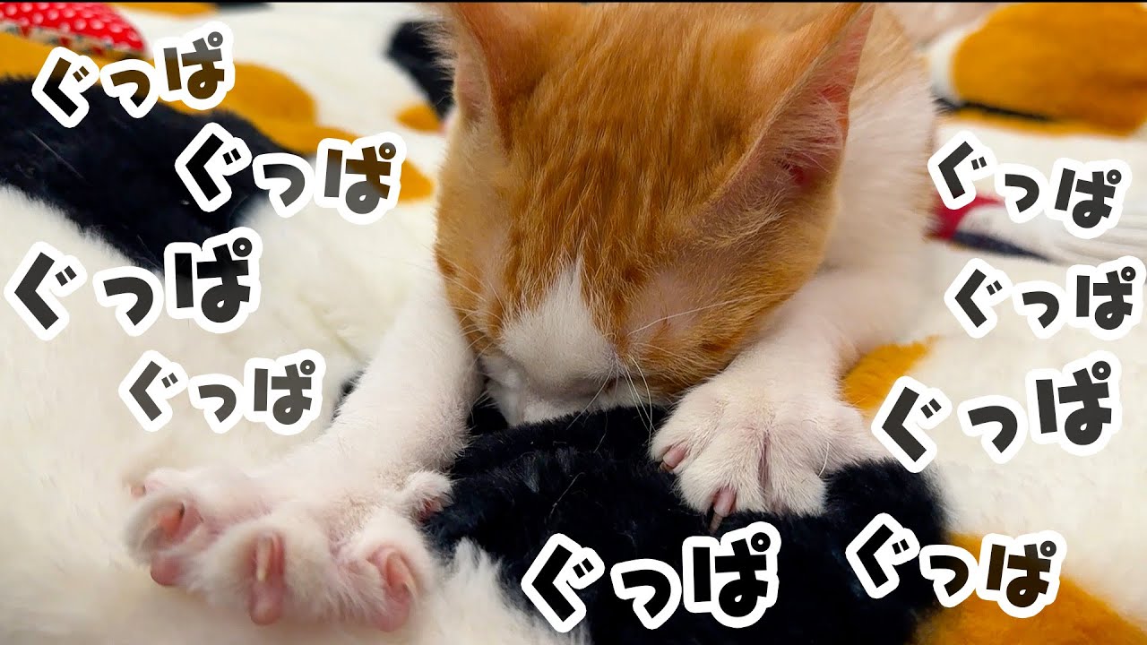 子猫のフミフミの仕方が少しおかしい件について。