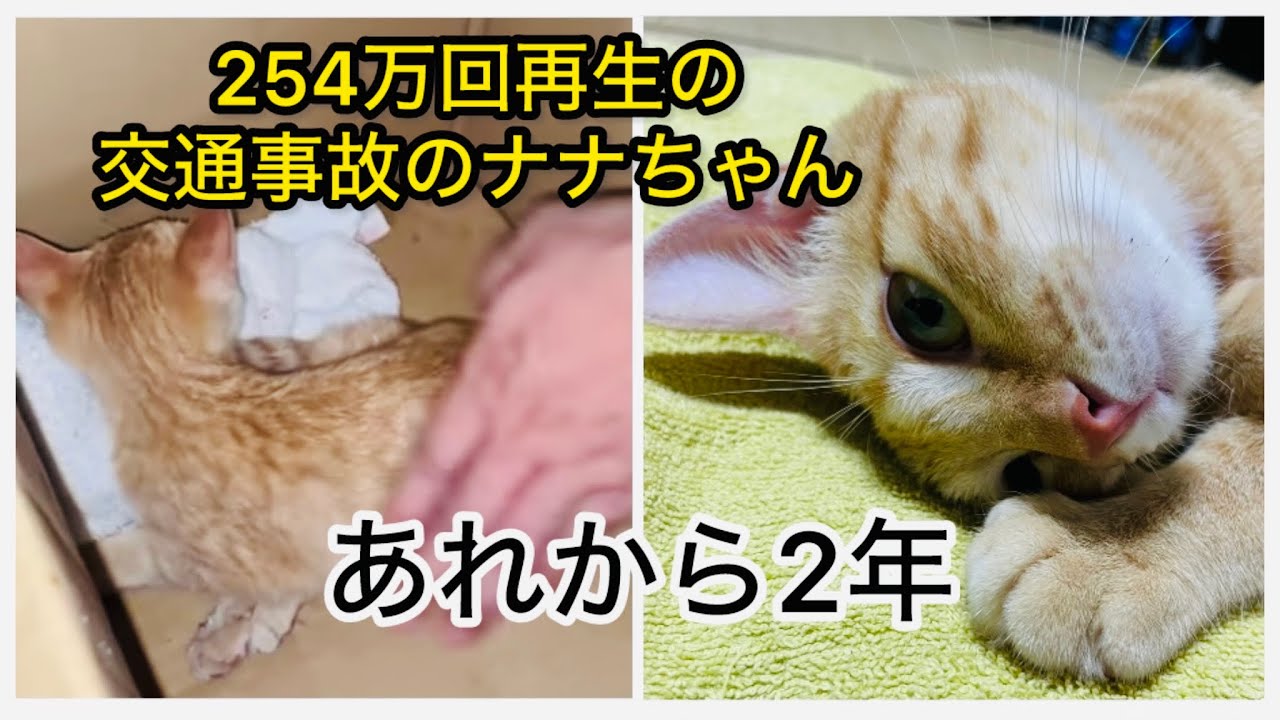事故した猫を連れて帰ったその後・2年後ナナちゃんはもうここには居ません