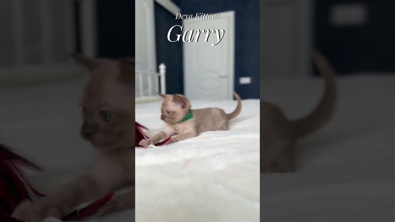 Котёнок Garry играет. Питомник Европейской бурмы Deya Kittens #cat #бурма #kitten #catlover