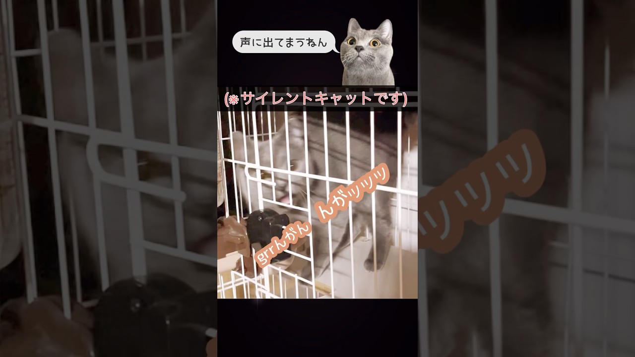 【猫】鳴き声特殊なサイレントキャット（笑） Silent cat |Big voice#猫 #cat #catshort #猫ショート #シャルトリュー #chartreux #고양이 #แมว