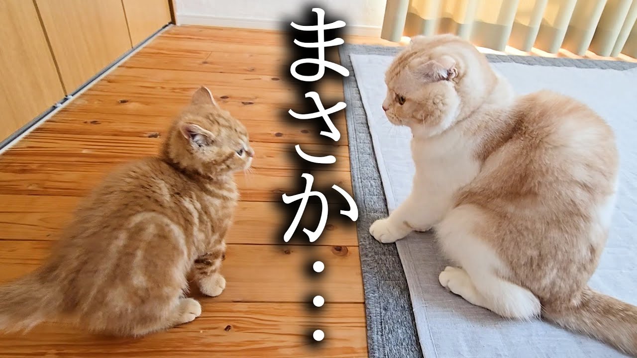 子猫が本気で先住猫に挑んだ結果...