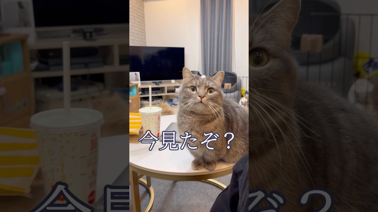 うちの猫がおしゃべりすぎて可愛いwww #shorts #猫 #マンチカン