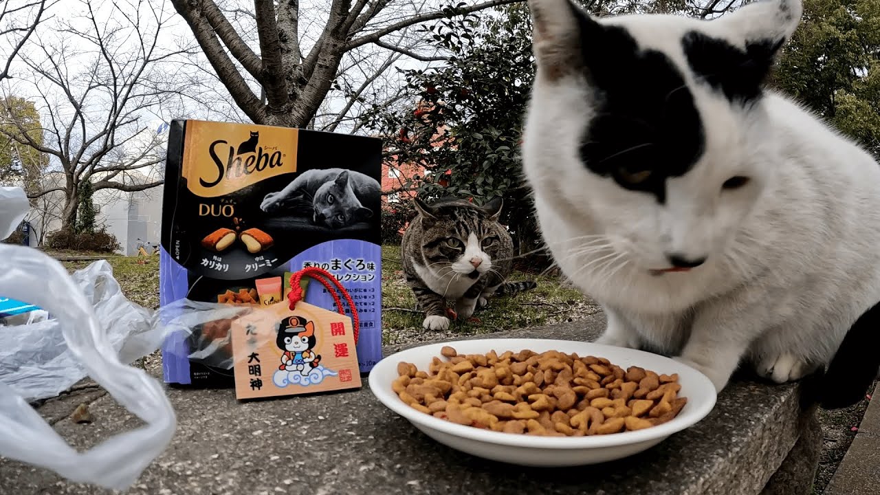 いつまでも食べ続けるアニキに背後から粘り強くプレッシャーをかけ続けて追い払い、ようやくご飯にありつけたキジ白猫ちゃん