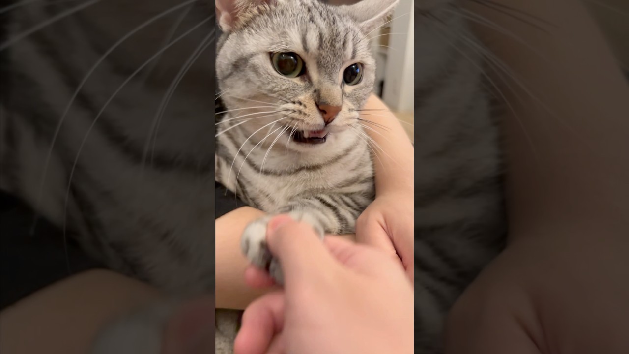爪切りと聞いて機嫌が悪くなる猫が可愛いwww #shorts #猫 #cat