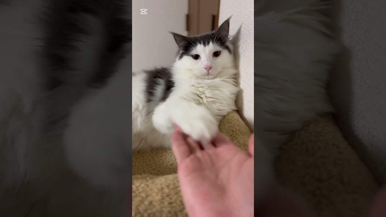 お手をするコチ。 #ノルウェージャンフォレストキャット #猫 #猫のいる暮らし