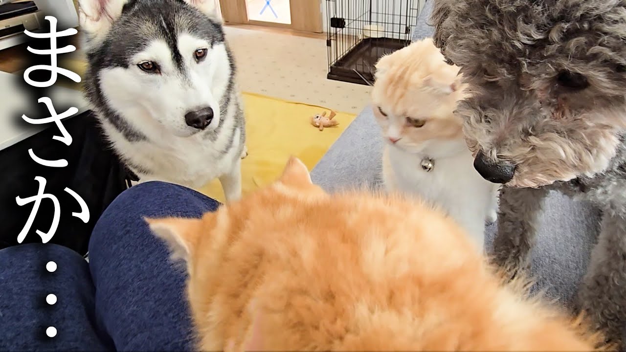子猫が大型犬と猫に囲まれた結果...