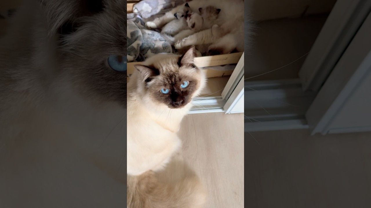 This is cat love 😻 #shorts #short #meow  #cat #cats #cute #animals #satisfying #shortvideo #meowing