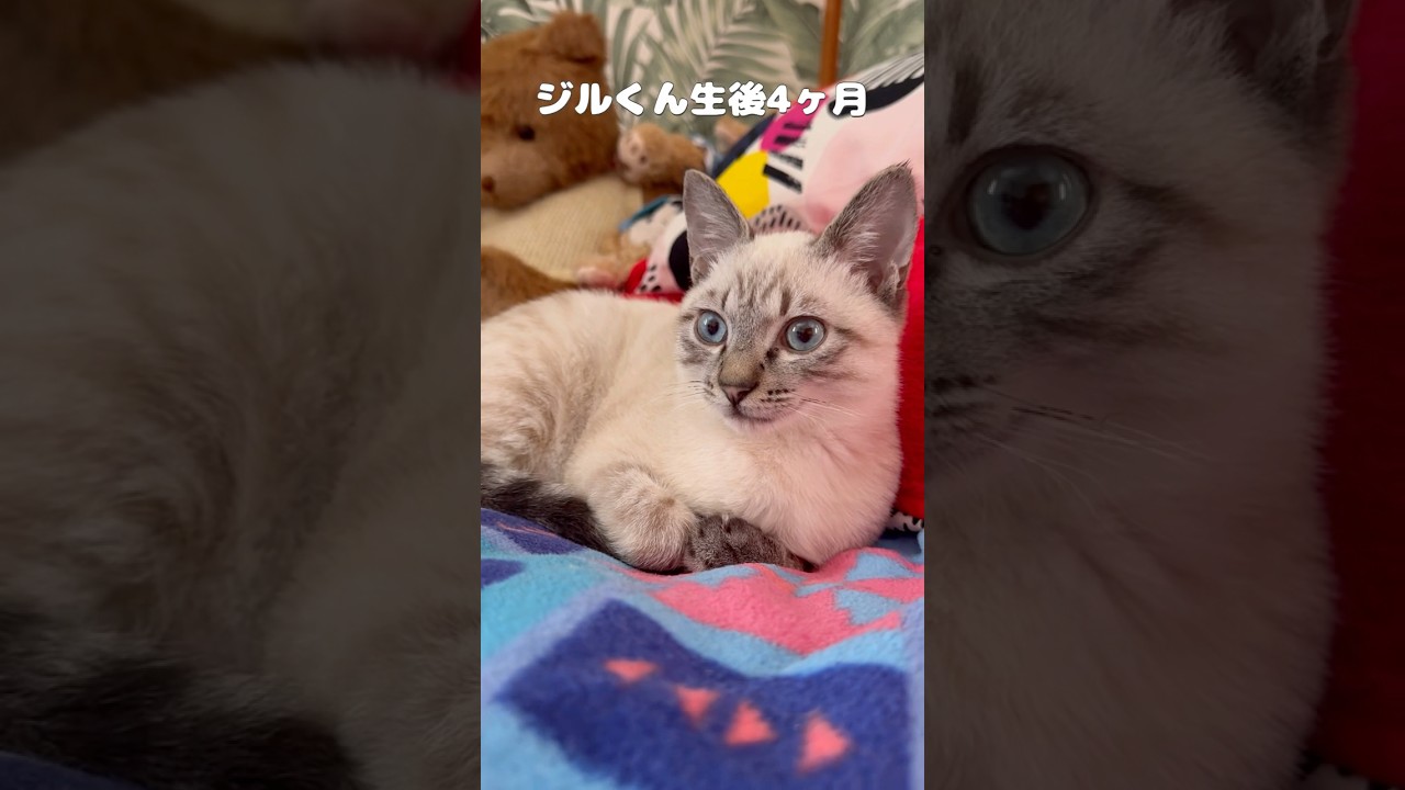 ひたすらくつろぐシャム系子猫です♪ #ぴらたび #cat #子ネコ #ジルベール #保護猫 #猫 #ねこ #ネコ #猫のいる暮らし #じゃれる