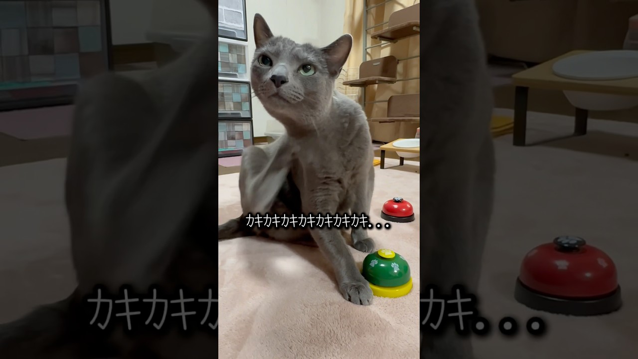 【ロシアンブルー】めろんのベル押し🛎️失敗のしぐさが🤭【猫】#shorts