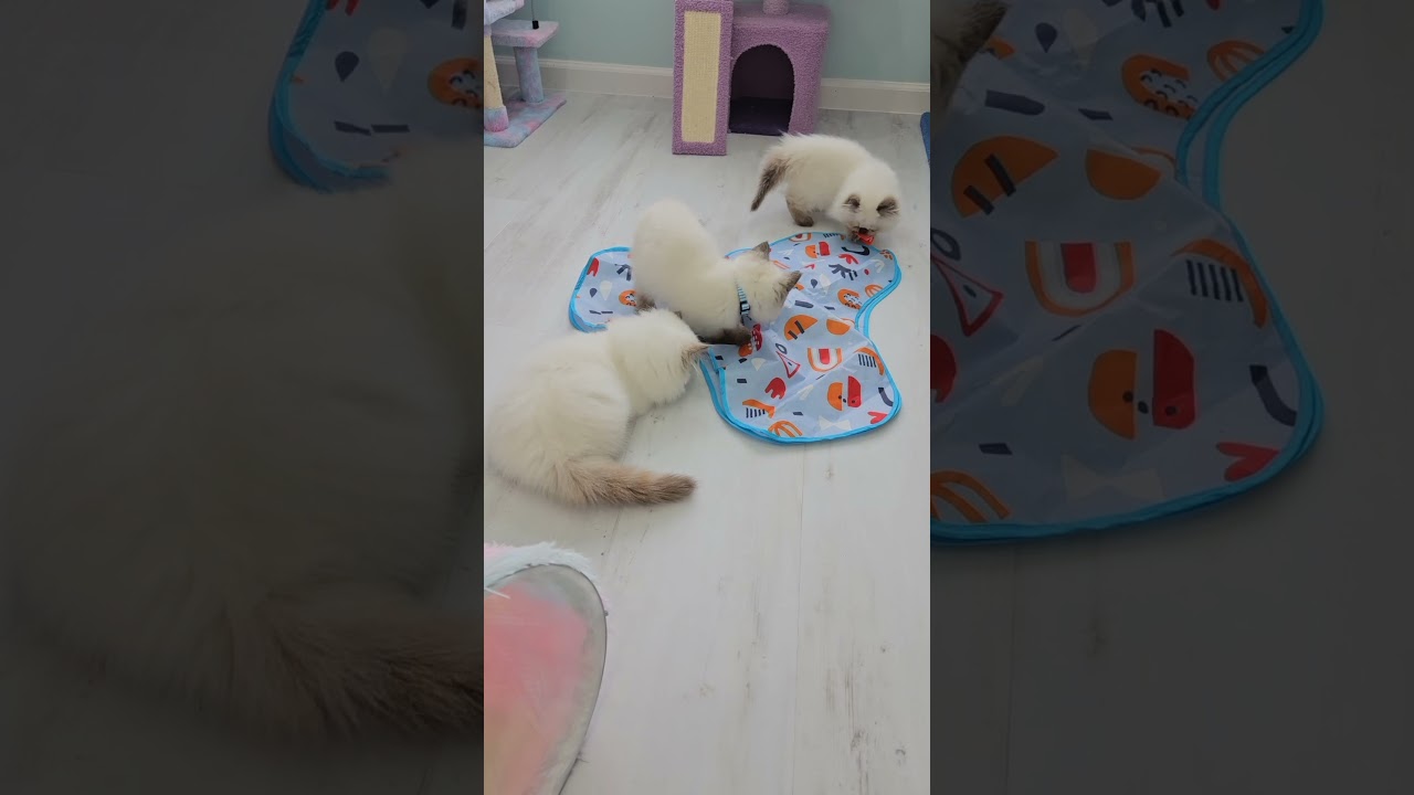 Himalayan Kittens Playing #kittens #kittenslovers #cats #catsnkittens #kitten #kitty #cutecat  #cat